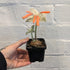 Sinningia leucotricha 'Edelweiss’ - 7cm pot